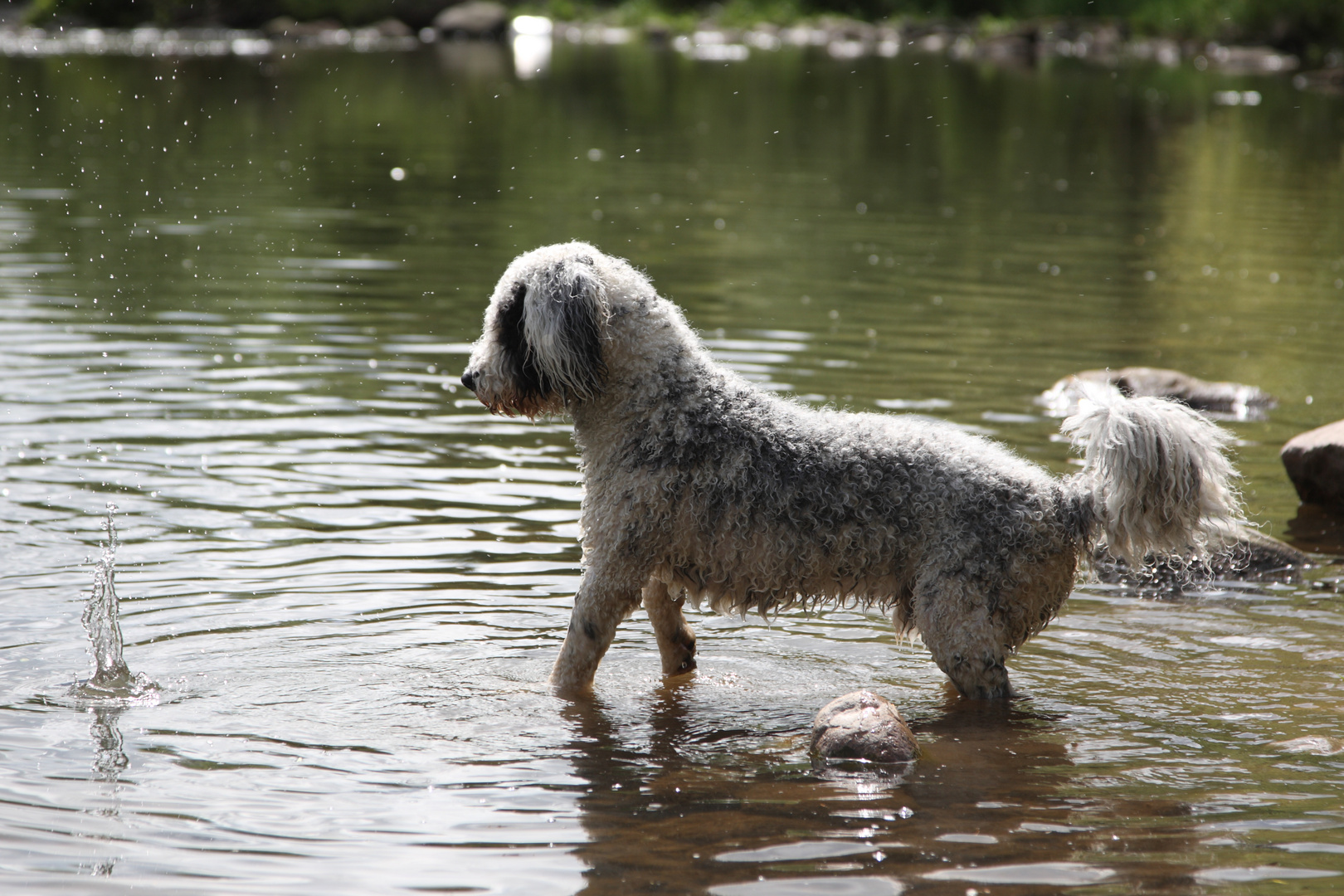 Zucar und das Wasser