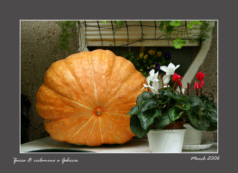 Zucca & ciclamino a Gabicce