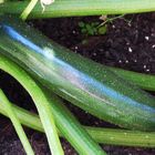 Zucchini 2