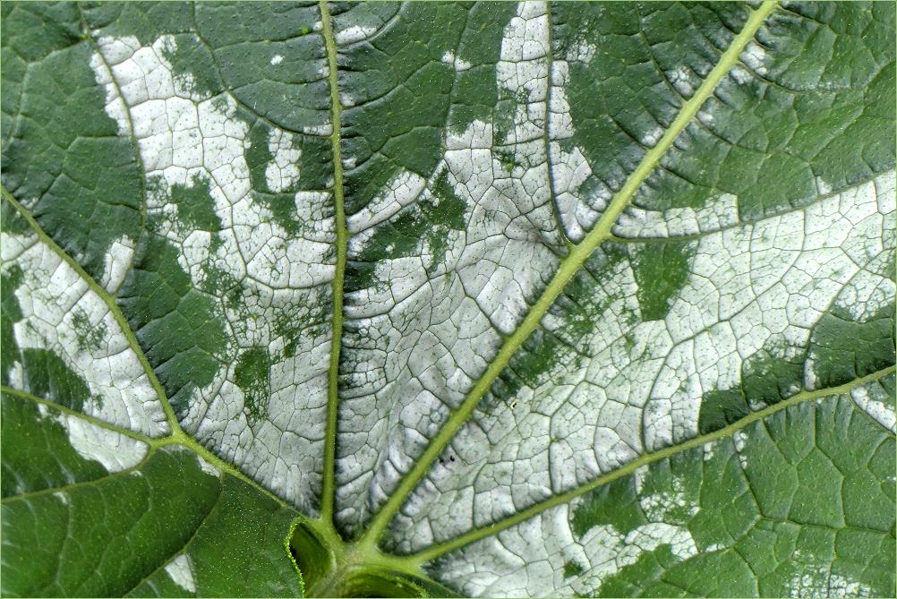 Zucchini-Blatt