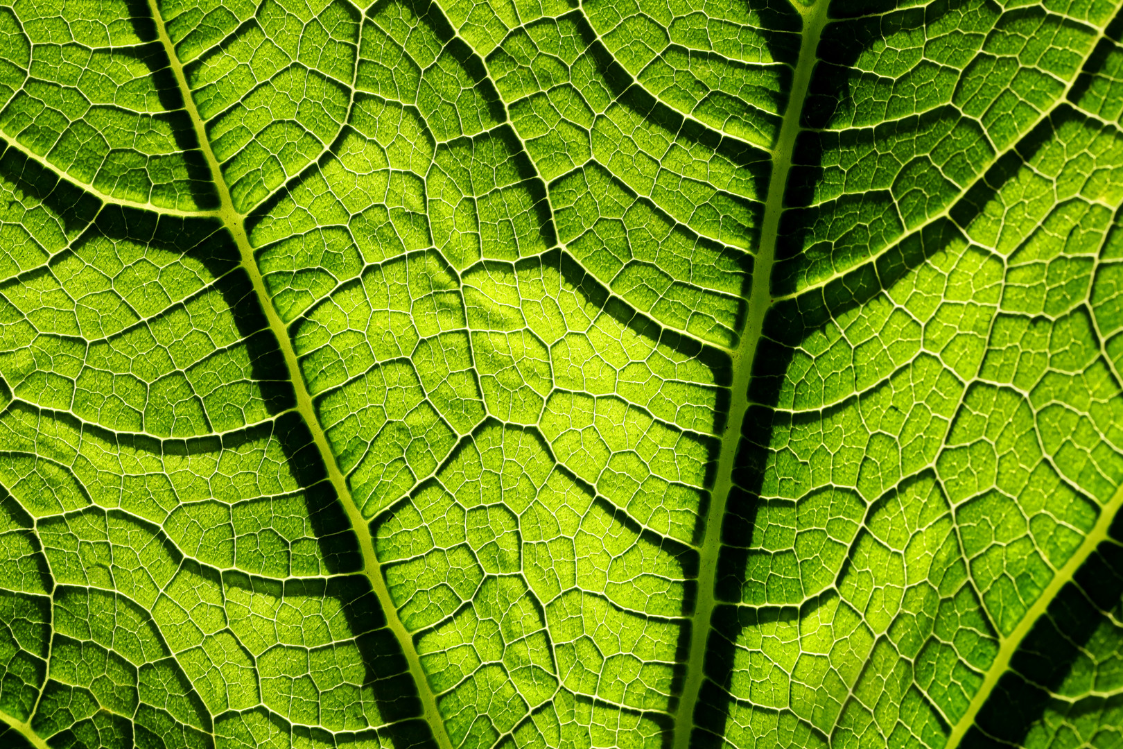 Zucchini Blatt gegen Abendsonne - Courgette leaf against evening sun