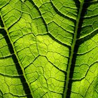 Zucchini Blatt gegen Abendsonne - Courgette leaf against evening sun