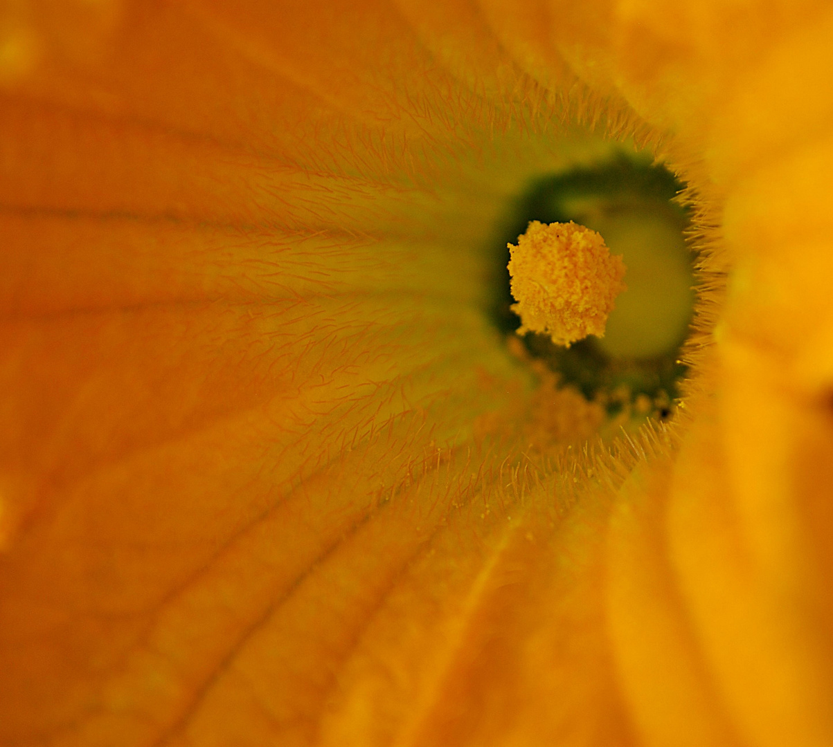 Zucchini-Blüte... 1