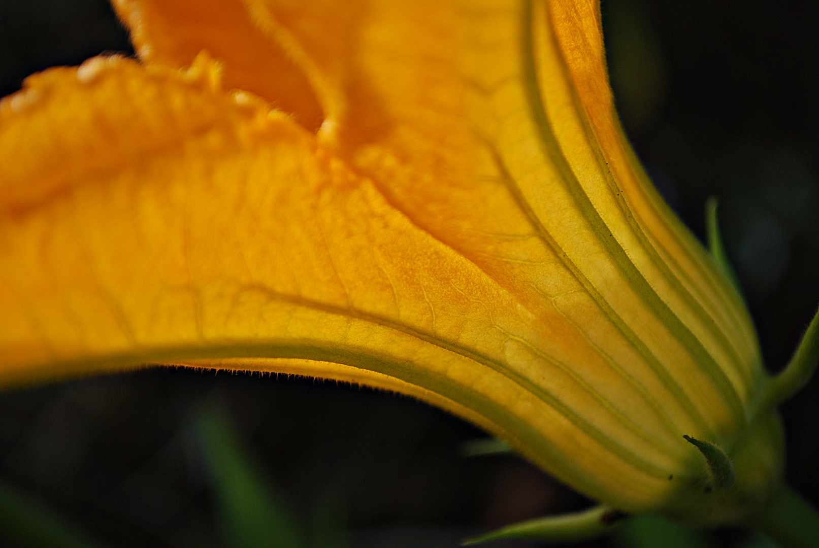 Zucchini-Blüte... 2