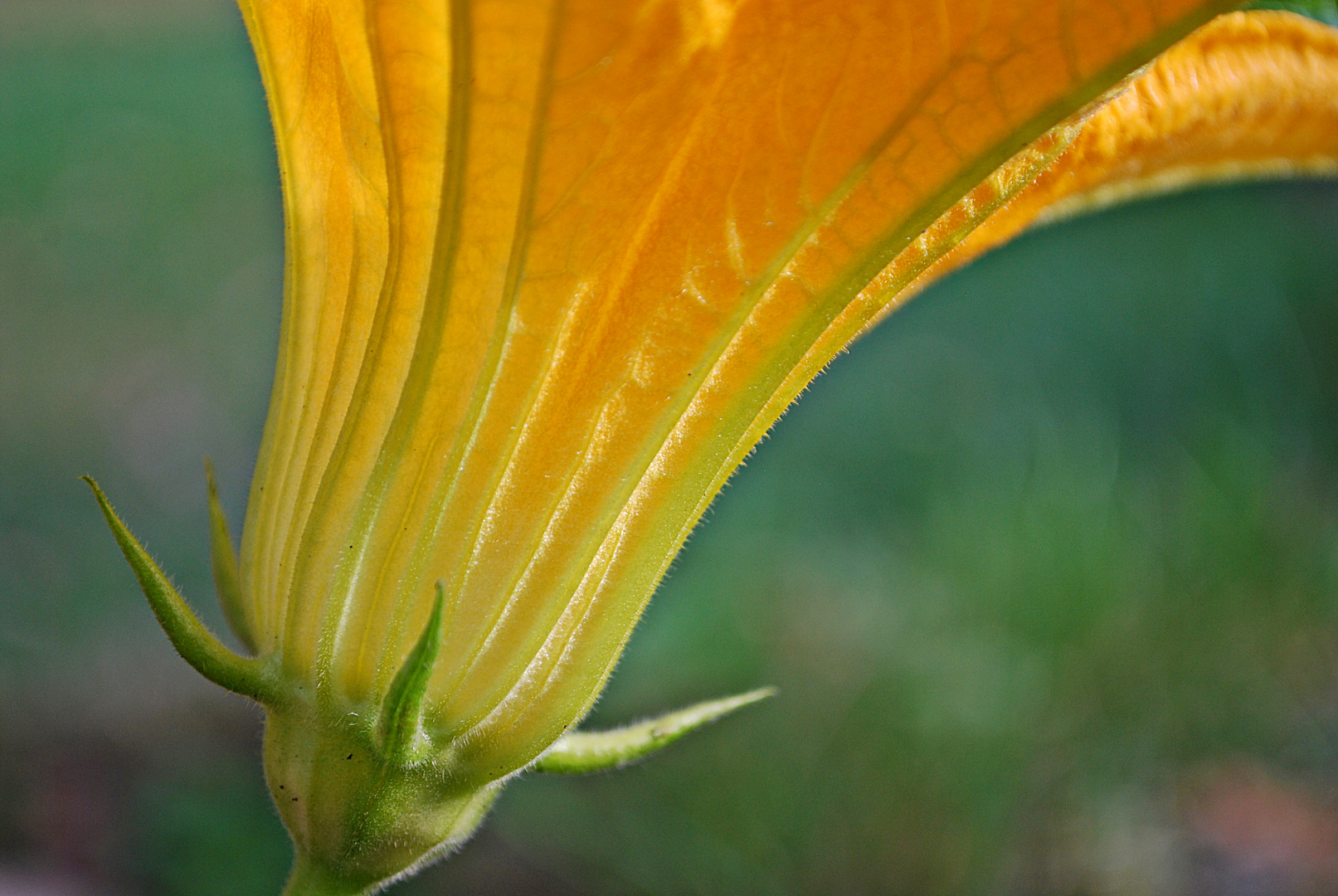 Zucchini-Blüte... 3