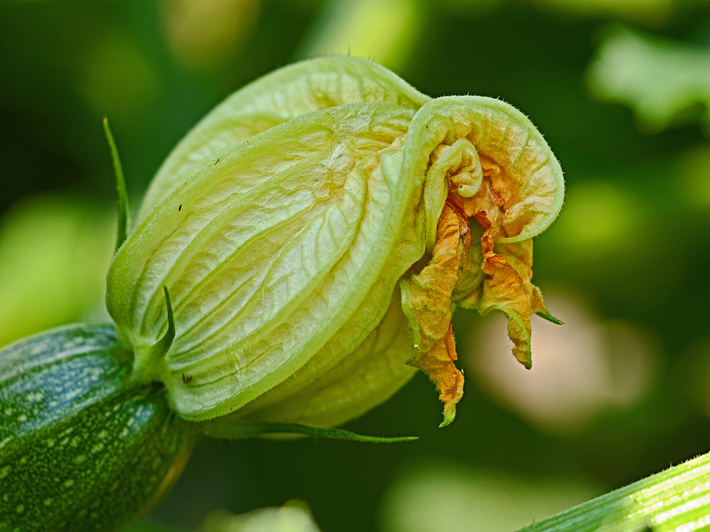 Zucchini-Blüte