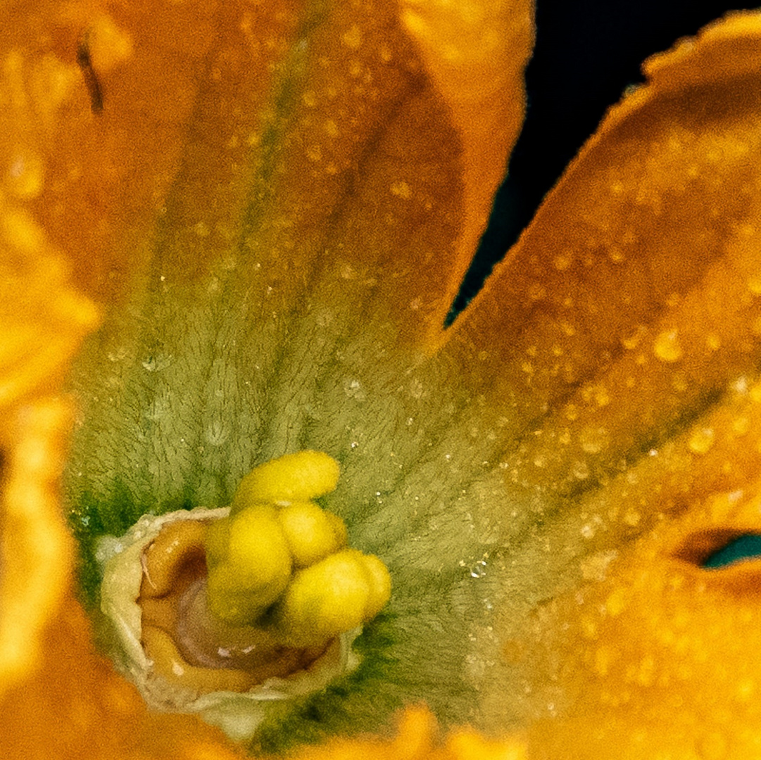 Zucchini Blüte