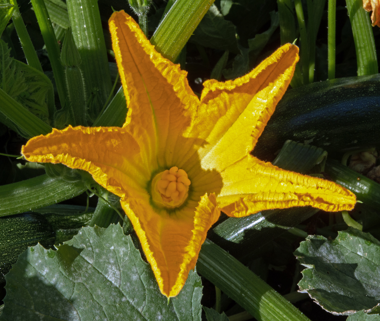 Zucchini Blüte 