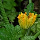 Zucchini-Blüte in unserem Hochbeet (Cucurbita pepo)