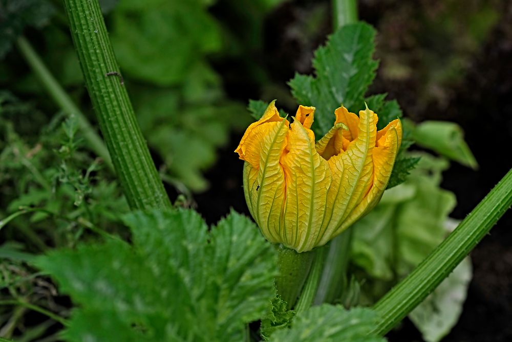 Zucchini-Blüte in unserem Hochbeet (Cucurbita pepo)