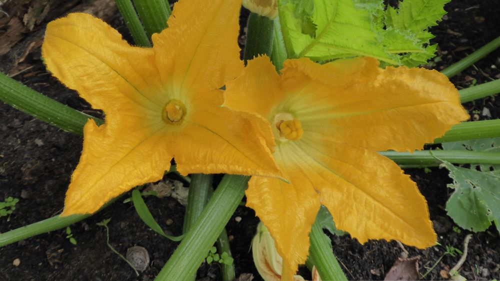 Zucchini-Blüten 