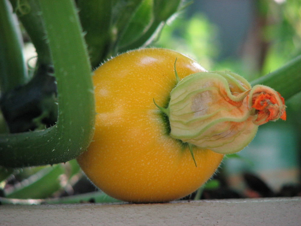 Zucchini einmal anders