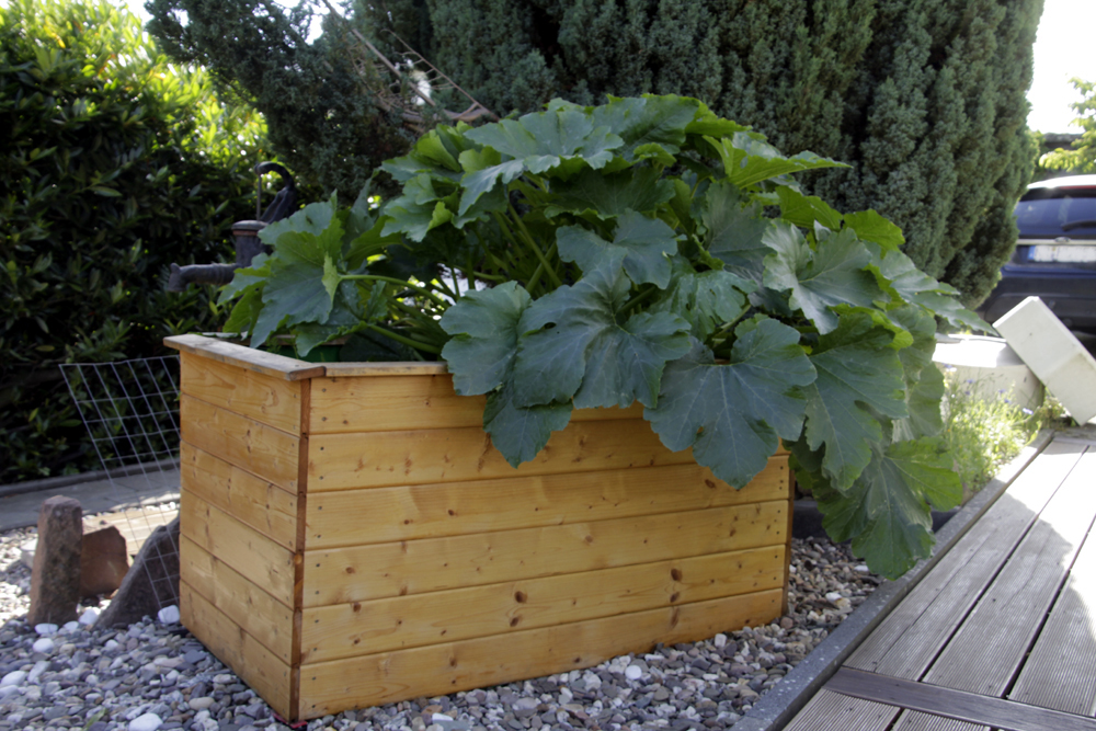 Zucchini-Invasion im Hochbeet