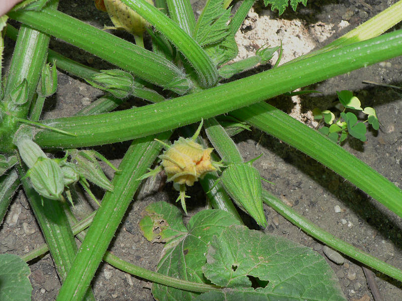 Zucchini - noch klitzeklein...