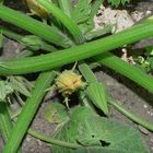 Zucchini - noch klitzeklein...