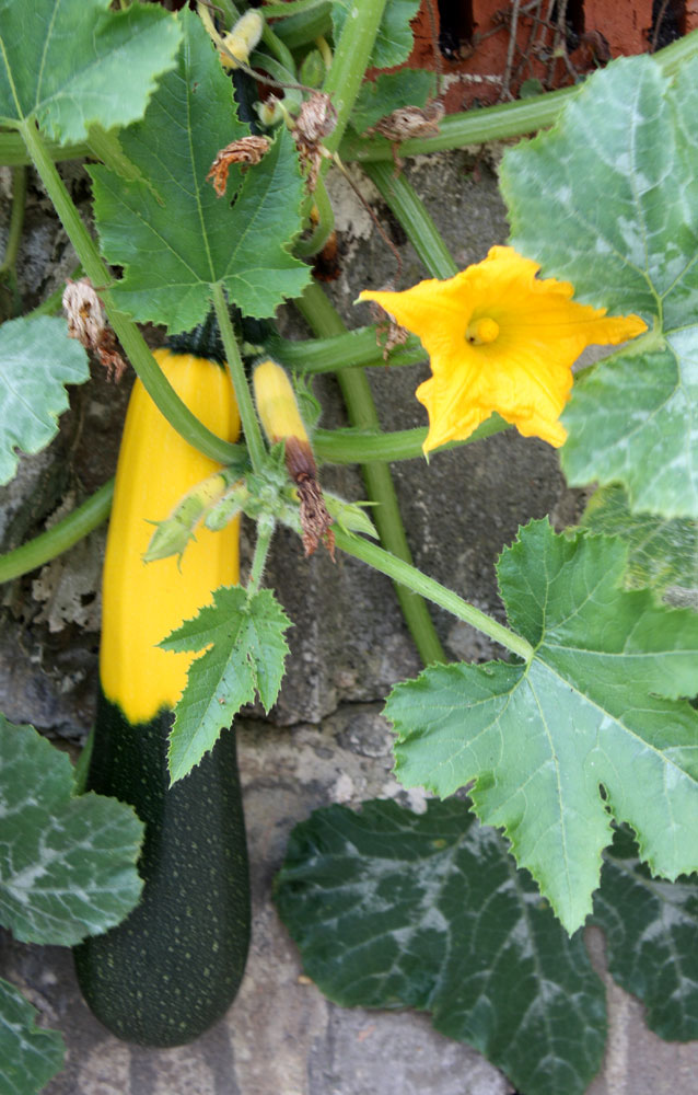 Zucchiniblüte