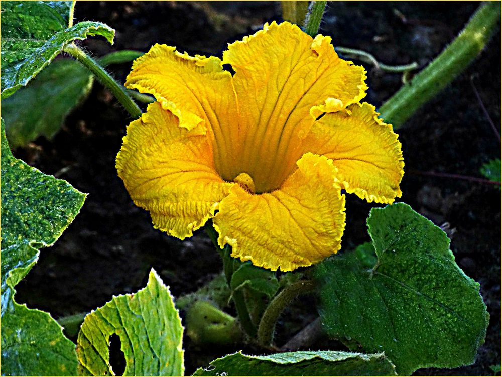 Zucchiniblüte Foto &amp; Bild | natur Bilder auf fotocommunity