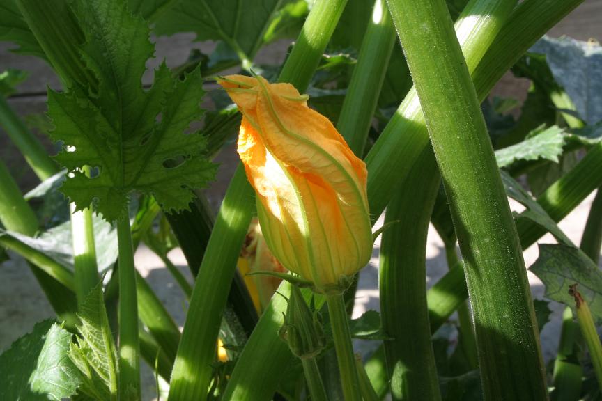 Zucchiniblüte