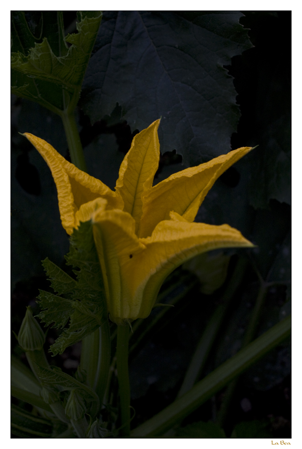 Zucchiniblüte