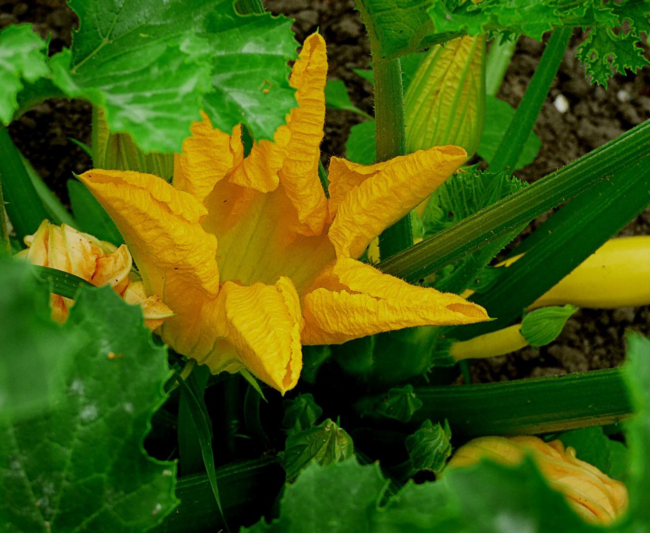 Zucchiniblüte