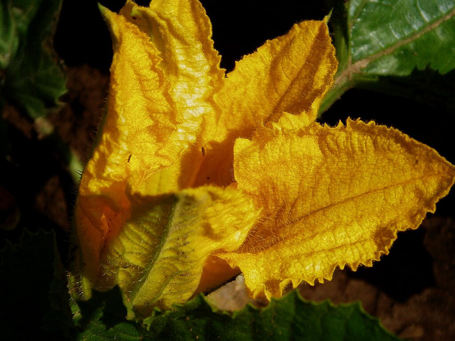 Zucchiniblüte