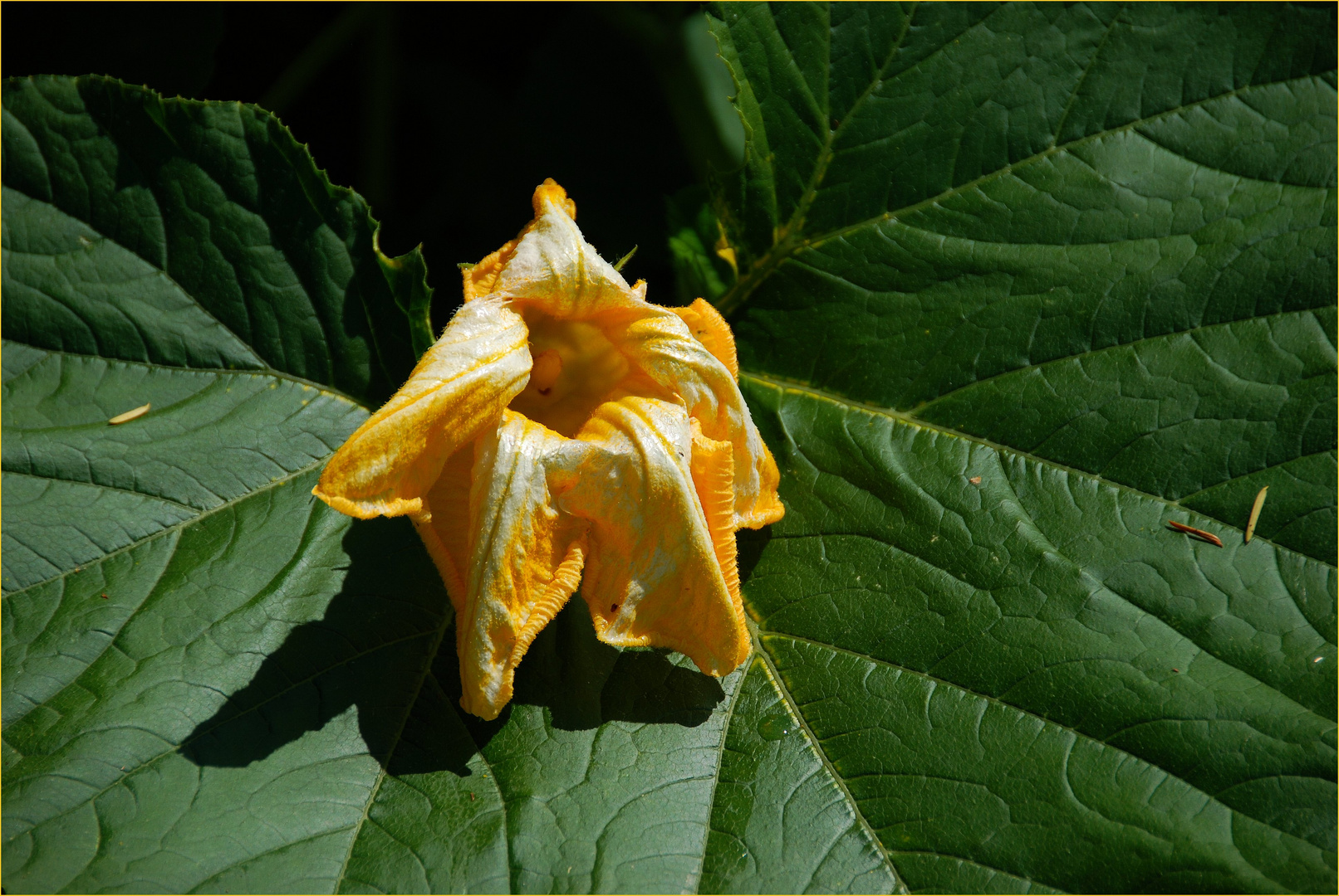 zucchiniblüte