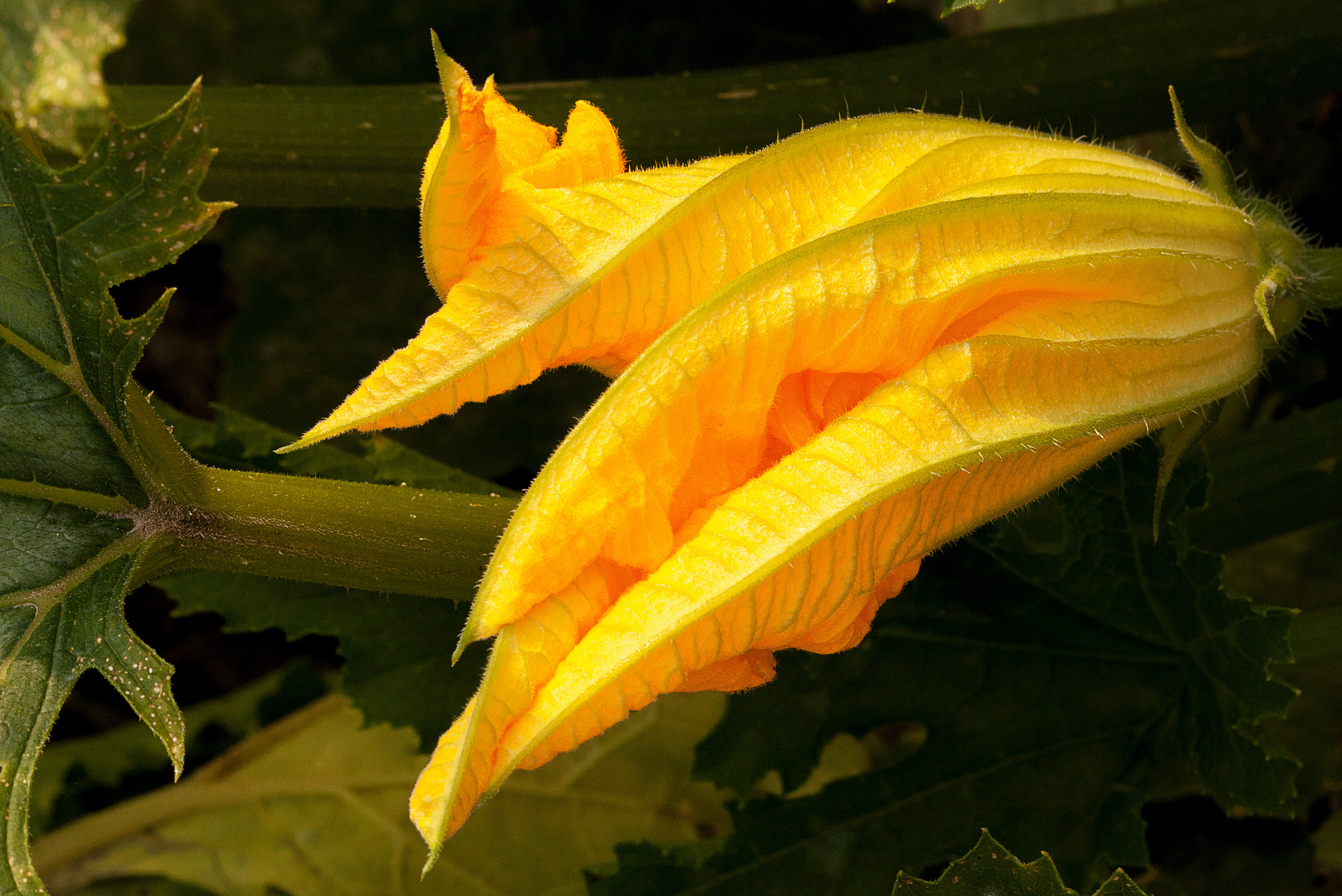 Zucchiniblüte Foto &amp; Bild | pflanzen, pilze &amp; flechten, blüten ...