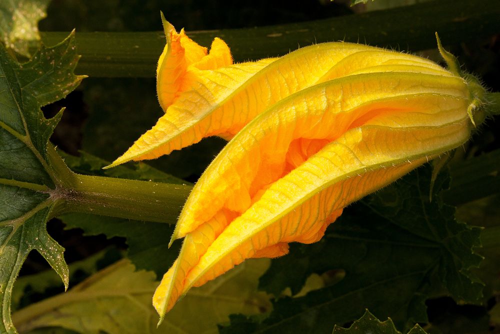 Zucchiniblüte