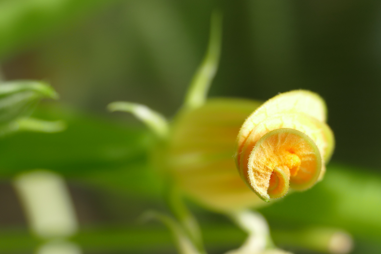 Zucchiniblüte