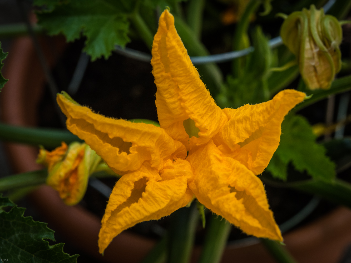 Zucchiniblüte