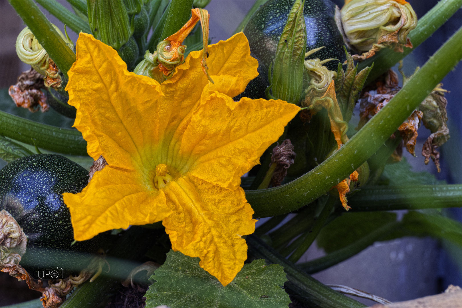 Zucchiniblüte