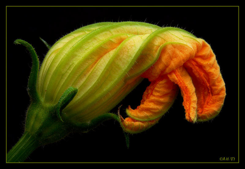 Zucchiniblüte