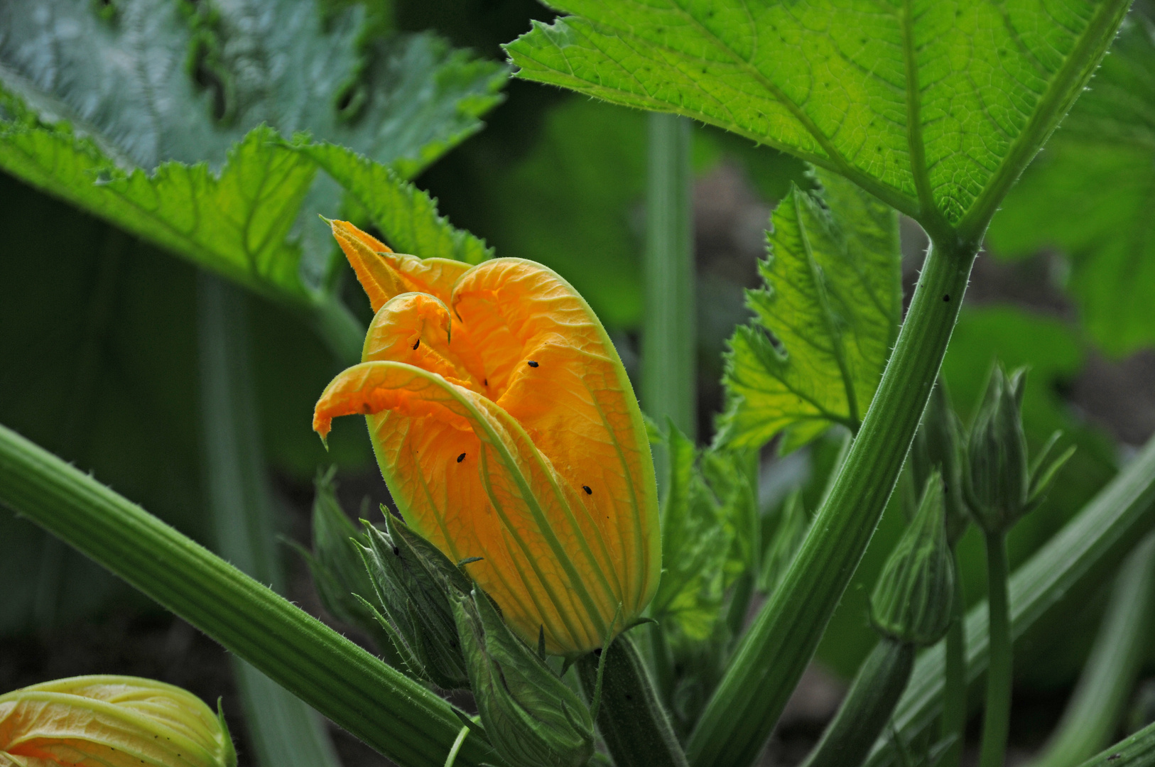 Zucchiniblüte Foto &amp; Bild | pflanzen, pilze &amp; flechten, blüten ...