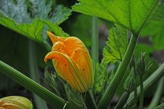 Zucchiniblüte