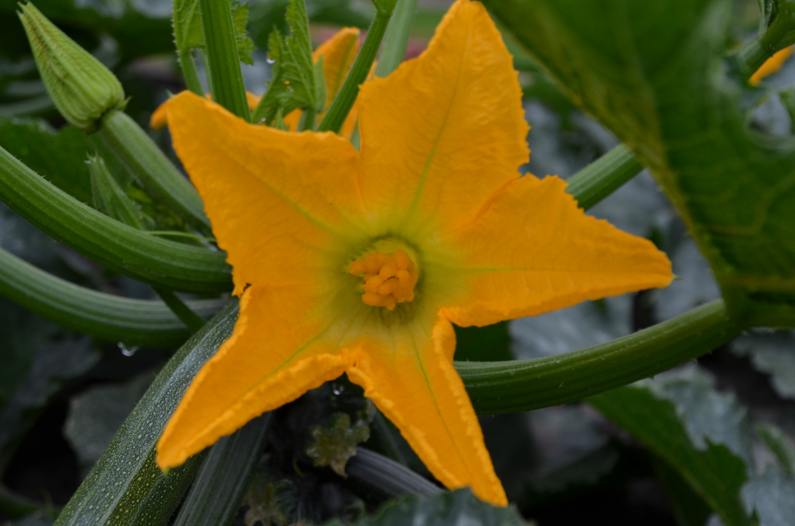 Zucchiniblüte