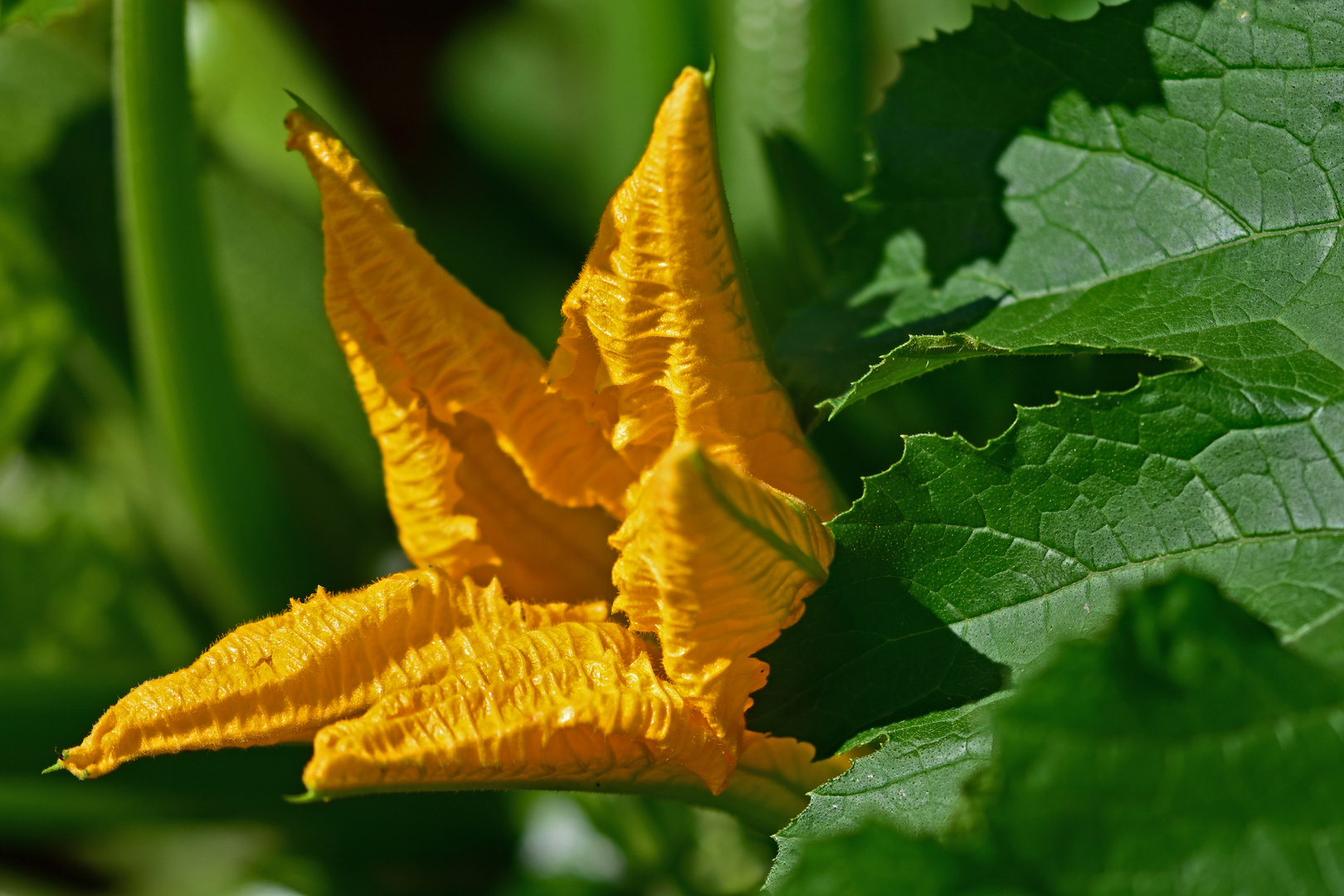 Zucchiniblüte