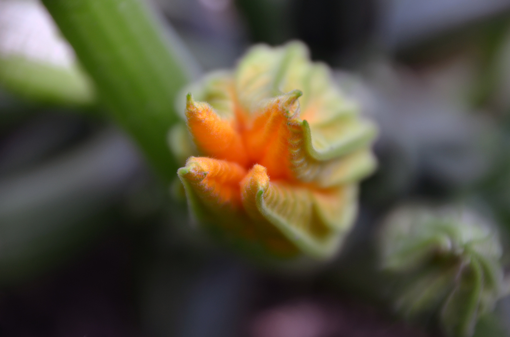 Zucchiniblüte im Werden