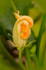 Zucchiniblüte in Entwicklung