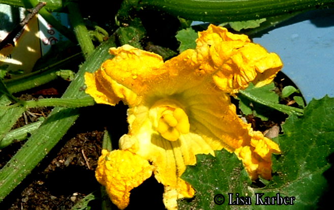 Zucchiniblüte nach dem Unwetter