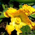 Zucchiniblüte nach dem Unwetter