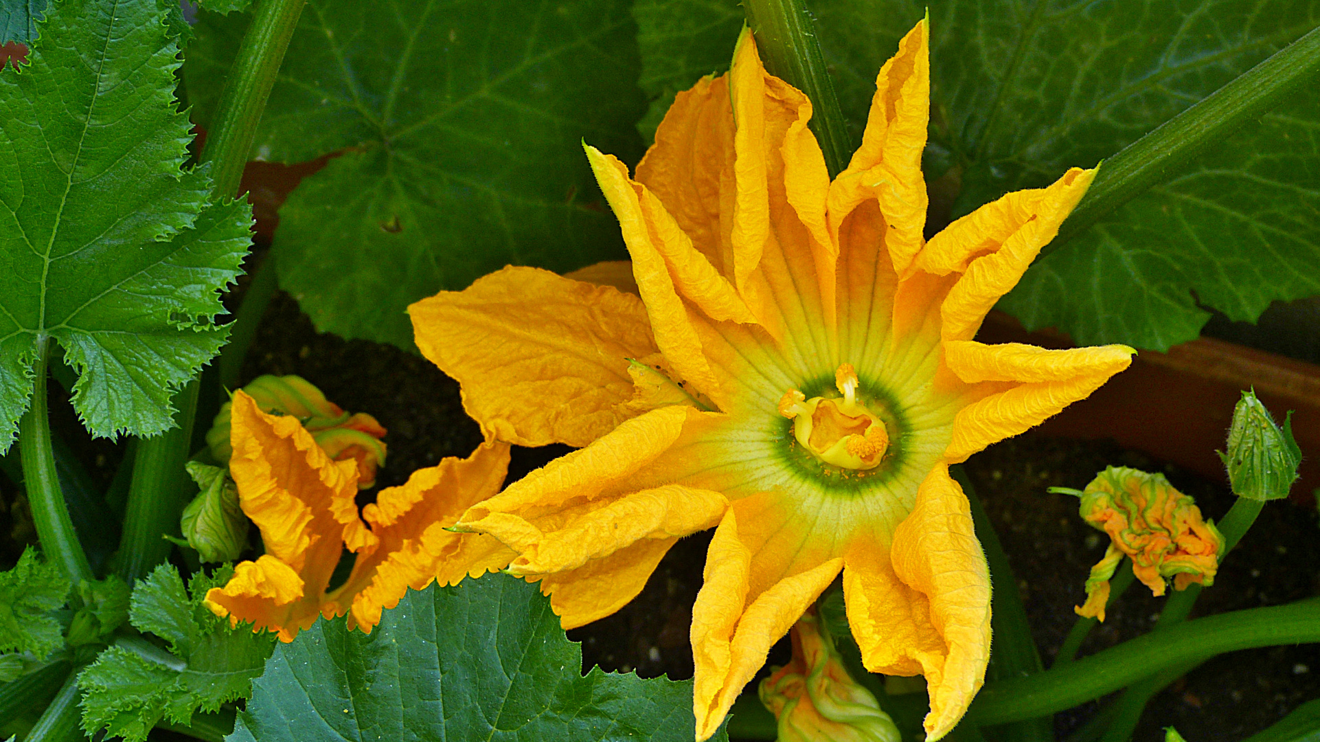 Zucchiniblüten 1