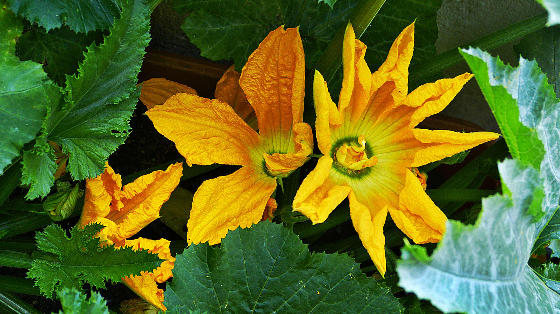 Zucchiniblüten 2