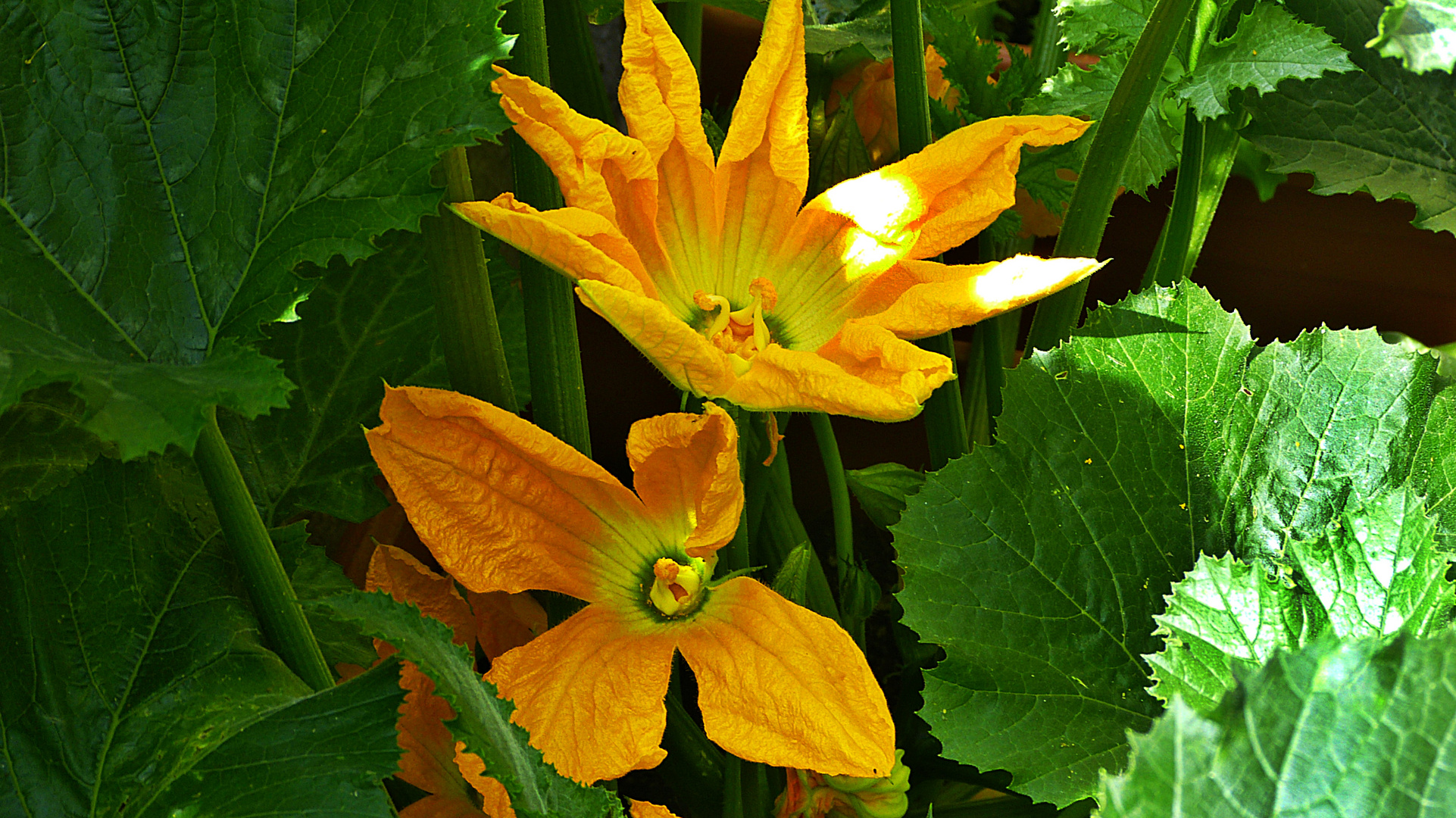 Zucchiniblüten 3