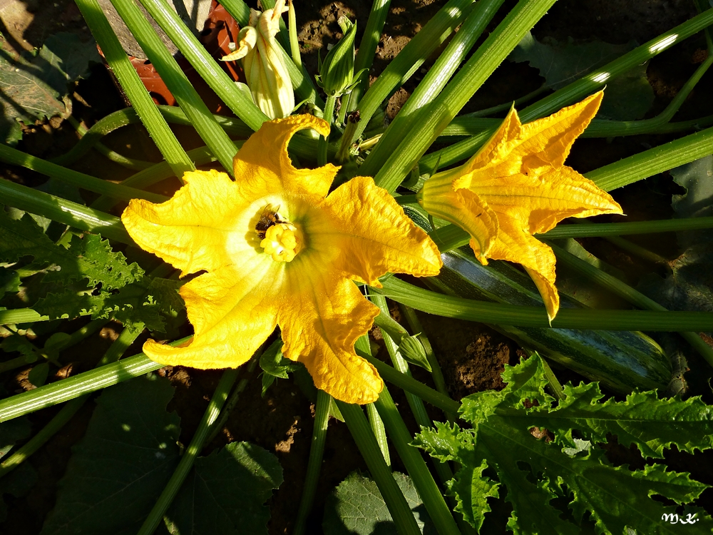 Zucchiniblüten