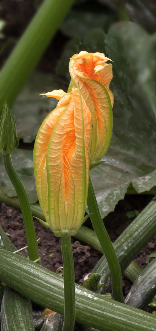 Zucchiniblüten im doppelpack