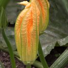 Zucchiniblüten im doppelpack