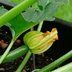 Zuccini grün mit Blüte