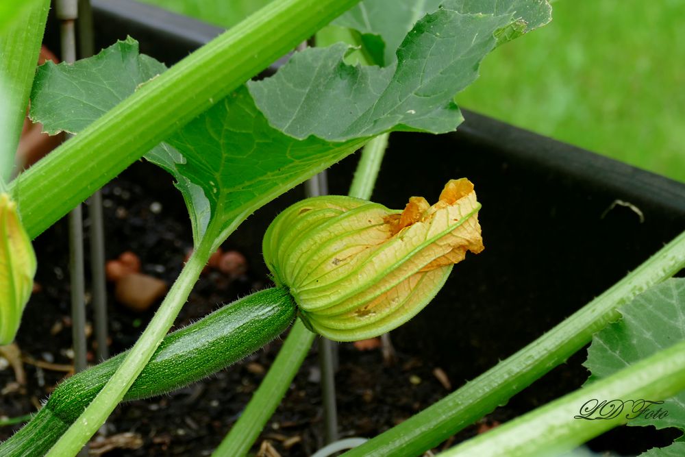 Zuccini grün mit Blüte Foto &amp; Bild | blüten und pflanzen Bilder auf ...
