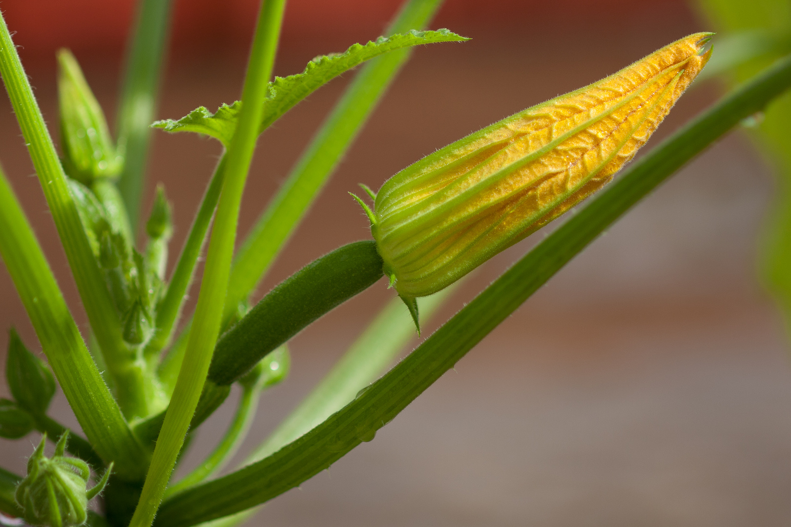 Zuchini