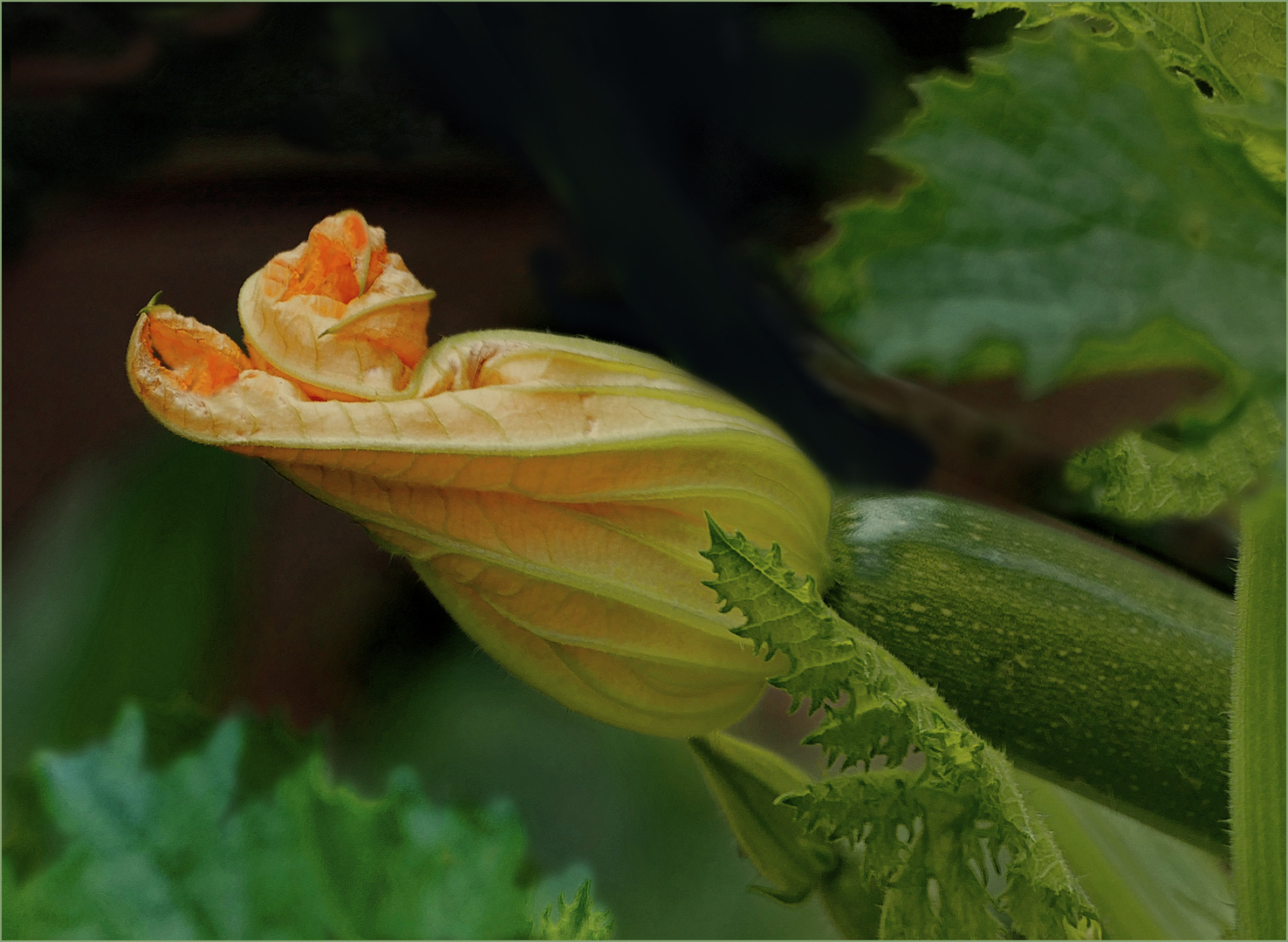 Zuchini mit  Blüte 